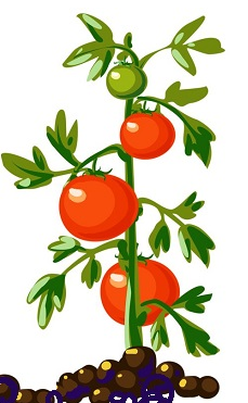 Hình minh họa câu hỏi